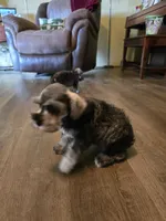 Cash, a male Miniature Schnauzer for sale in Fruitvale, TX – Photo 2 of 8