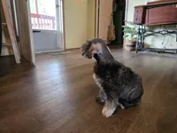 Cash, a male Miniature Schnauzer for sale in Fruitvale, TX – Photo 6 of 8