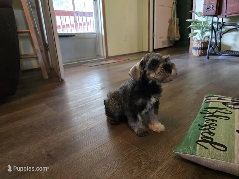 Cash – Miniature Schnauzer puppy for sale in Fruitvale, TX