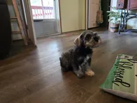 Cash, a male Miniature Schnauzer for sale in Fruitvale, TX – Photo 5 of 8