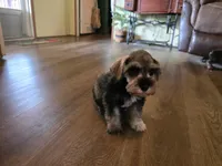 Cash, a male Miniature Schnauzer for sale in Fruitvale, TX – Photo 4 of 8