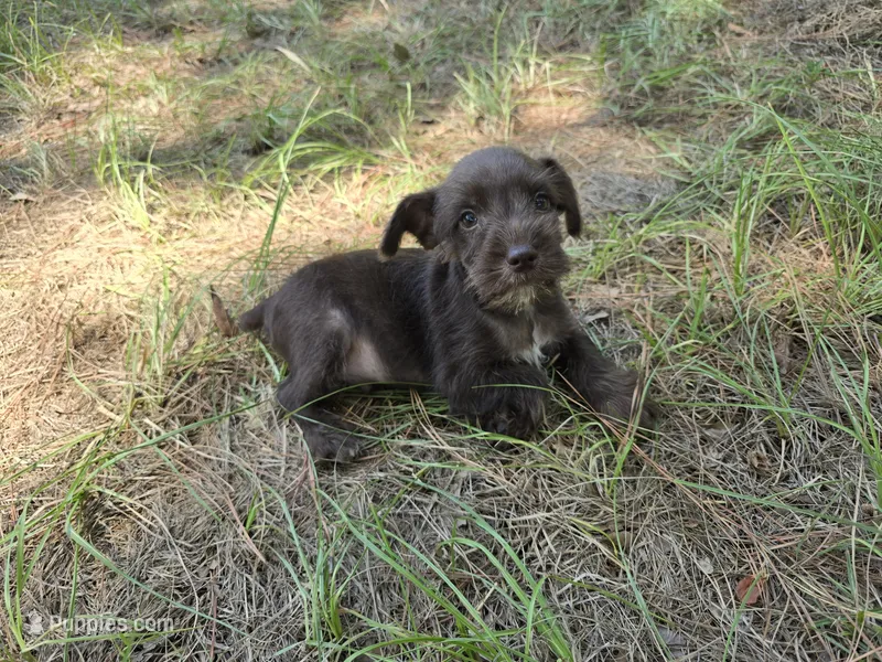 Wyatt – Miniature Schnauzer puppy for sale in Fruitvale, TX