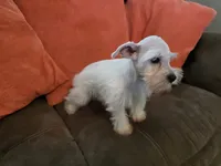 Prissy, a female Miniature Schnauzer for sale in Fruitvale, TX – 7 of 9