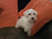 Henry, a male Miniature Schnauzer for sale in Fruitvale, TX – 9 of 10