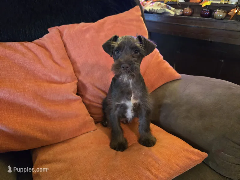 Wyatt – Miniature Schnauzer puppy for sale in Fruitvale, TX