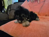 Nancy, a female Yorkipoo for sale in Fruitvale, TX – 10 of 10