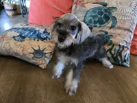 Hugh, a male Miniature Schnauzer for sale in Fruitvale, TX – 5 of 7