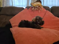 Penelope, a female Miniature Schnauzer for sale in Fruitvale, TX – 3 of 8