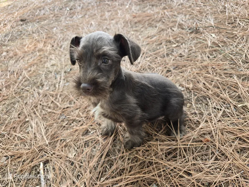 Wyatt – Miniature Schnauzer puppy for sale in Fruitvale, TX