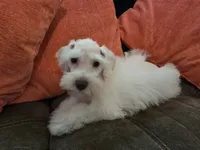 Henry, a male Miniature Schnauzer for sale in Fruitvale, TX – 10 of 10