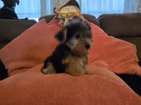 Peter, a male Yorkipoo for sale in Fruitvale, TX – 5 of 10