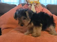 Peter, a male Yorkipoo for sale in Fruitvale, TX – 3 of 10