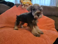 Charlie, a male Miniature Schnauzer for sale in Fruitvale, TX – 3 of 7