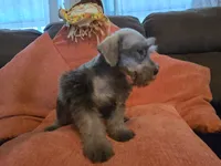 Prissy, a female Miniature Schnauzer for sale in Fruitvale, TX – 8 of 8