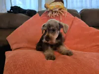 Charlie, a male Miniature Schnauzer for sale in Fruitvale, TX – 7 of 7