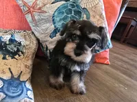 Paula, a female Miniature Schnauzer for sale in Fruitvale, TX – 5 of 7