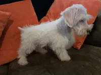 Henry, a male Miniature Schnauzer for sale in Fruitvale, TX – 7 of 10