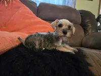 Paula, a female Miniature Schnauzer for sale in Fruitvale, TX – 6 of 9