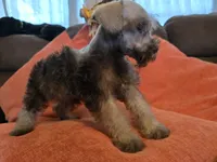 Curtis, a male Miniature Schnauzer for sale in Fruitvale, TX – 2 of 7