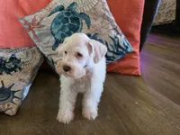 Henry, a male Miniature Schnauzer for sale in Fruitvale, TX – 2 of 8