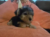 Peter, a male Yorkipoo for sale in Fruitvale, TX – 6 of 10