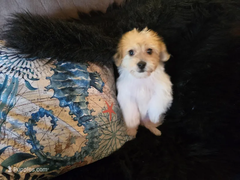 Clint – Yorkipoo puppy for sale in Fruitvale, TX