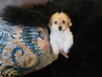 Clint, a male Yorkipoo for sale in Fruitvale, TX – 1 of 5