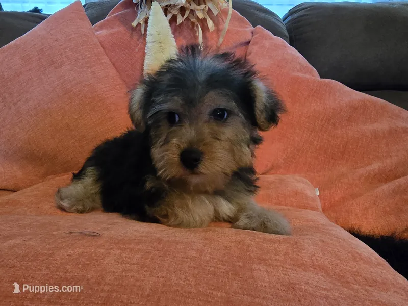 Peter – Yorkipoo puppy for sale in Fruitvale, TX