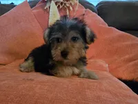 Peter, a male Yorkipoo for sale in Fruitvale, TX – 7 of 10