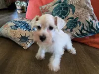Prissy, a female Miniature Schnauzer for sale in Fruitvale, TX – 2 of 5