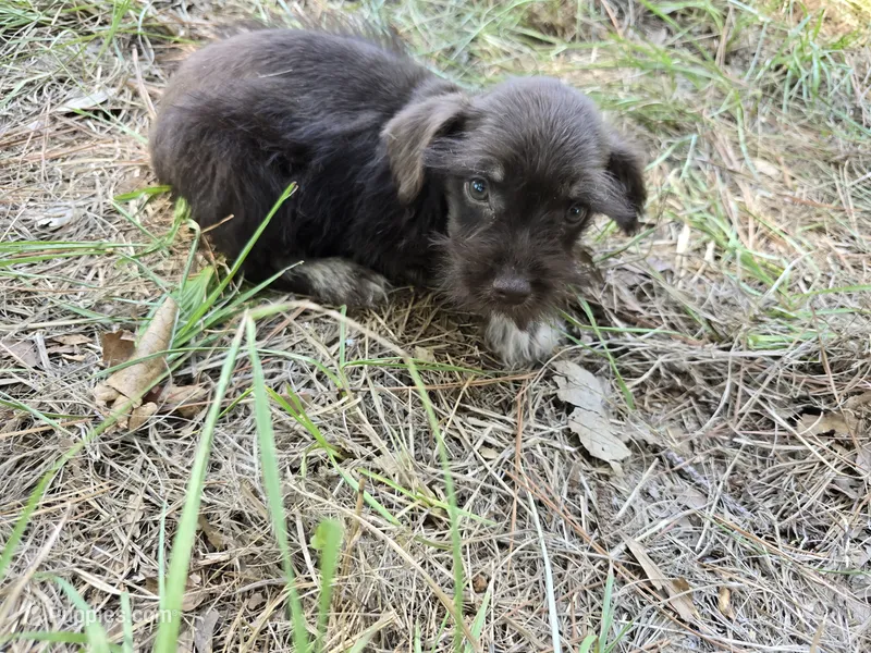 Leo – Miniature Schnauzer puppy for sale in Fruitvale, TX