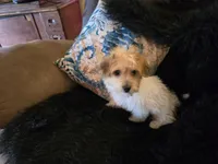 Clint, a male Yorkipoo for sale in Fruitvale, TX – 2 of 5