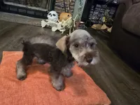 Charlie, a male Miniature Schnauzer for sale in Fruitvale, TX – 4 of 7