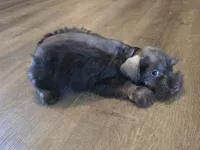 Pixie, a female Miniature Schnauzer for sale in Fruitvale, TX – Photo 2 of 8