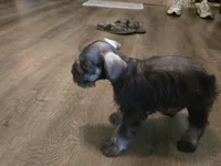 Pixie, a female Miniature Schnauzer for sale in Fruitvale, TX – Photo 6 of 8