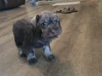 Pixie, a female Miniature Schnauzer for sale in Fruitvale, TX – Photo 3 of 8