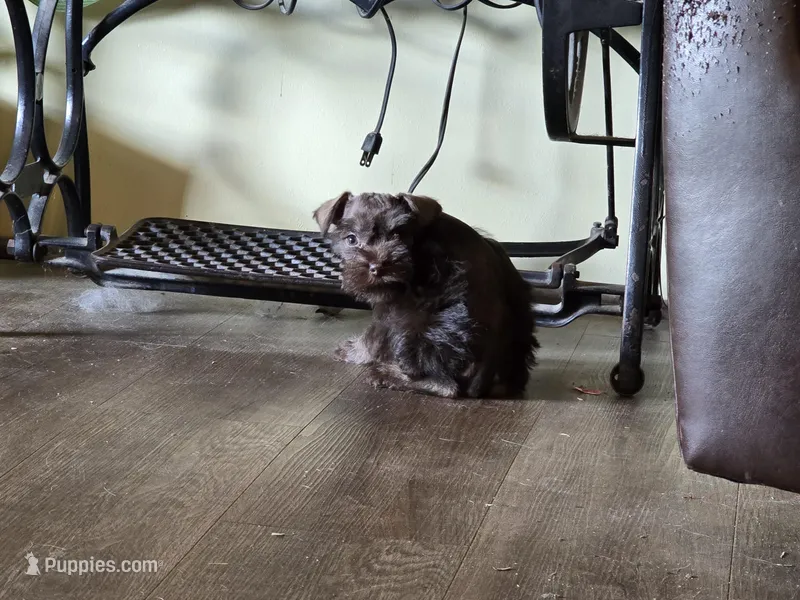 Pixie, a female Miniature Schnauzer for sale in Fruitvale, TX – Photo 1 of 8