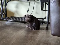 Pixie, a female Miniature Schnauzer for sale in Fruitvale, TX – Photo 1 of 8