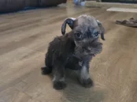 Pixie, a female Miniature Schnauzer for sale in Fruitvale, TX – Photo 5 of 8