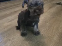 Pixie, a female Miniature Schnauzer for sale in Fruitvale, TX – Photo 7 of 8