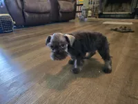 Pixie, a female Miniature Schnauzer for sale in Fruitvale, TX – Photo 8 of 8