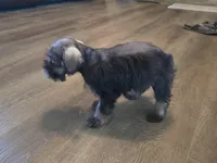 Pixie, a female Miniature Schnauzer for sale in Fruitvale, TX – Photo 4 of 8