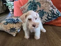 Henry, a male Miniature Schnauzer for sale in Fruitvale, TX – 3 of 8