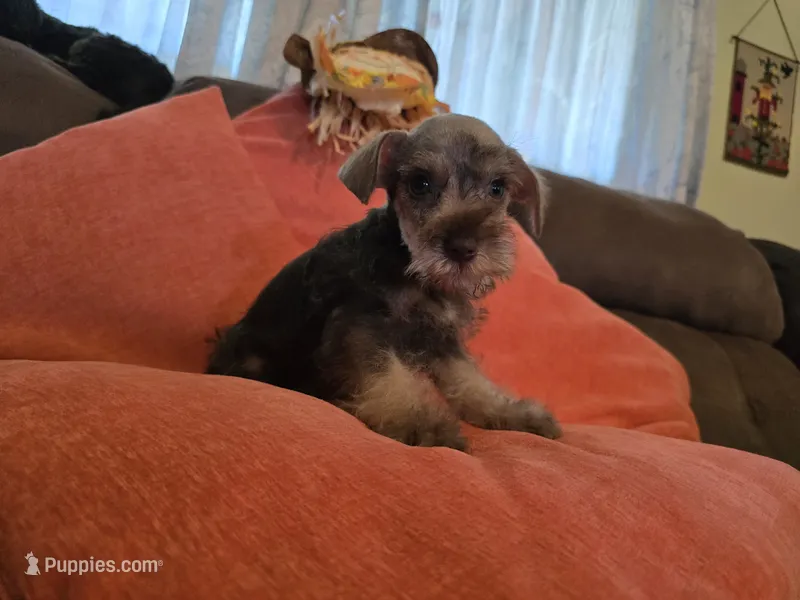 Charlie – Miniature Schnauzer puppy for sale in Fruitvale, TX