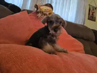 Charlie, a male Miniature Schnauzer for sale in Fruitvale, TX – 2 of 7