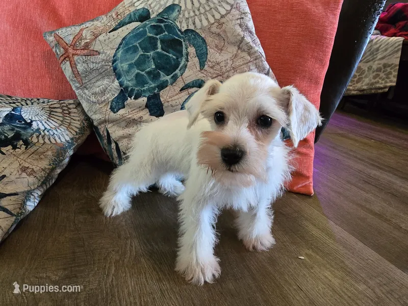 Prissy – Miniature Schnauzer puppy for sale in Fruitvale, TX