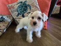 Prissy, a female Miniature Schnauzer for sale in Fruitvale, TX – 1 of 5