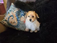 Clint, a male Yorkipoo for sale in Fruitvale, TX – 3 of 5