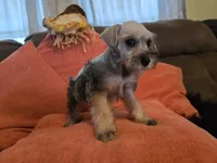 Paula, a female Miniature Schnauzer for sale in Fruitvale, TX – 4 of 9