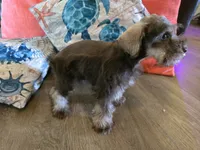 Pamela, a female Miniature Schnauzer for sale in Fruitvale, TX – 6 of 6